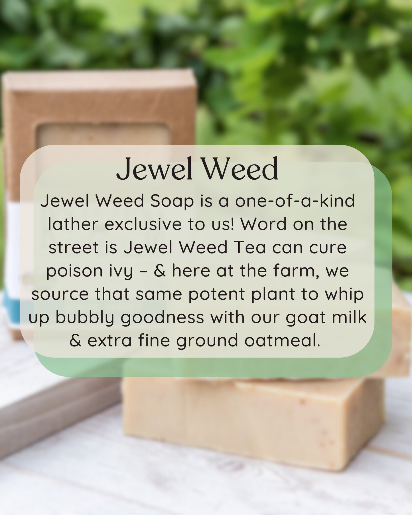 jewel weed goat milk soap, outside picture with scent description over image
